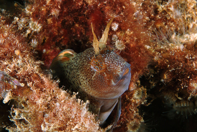 Uno scrigno pieno di vita-Parablennius tentacularis 14-06-09